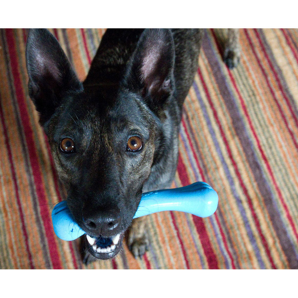 Jolly Pets Bone Medium Blue Durable Dog Toy