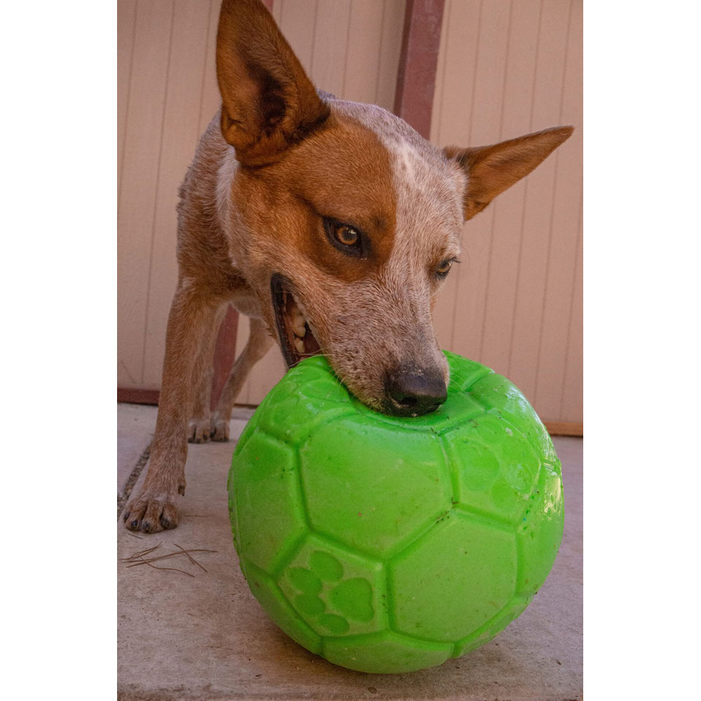 Jolly Pets Medium Soccer Ball Floatingbouncing Dog Toy 6 Inch Diameter Apple Gre