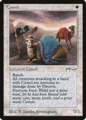Camel Magic Arabian Nights Prices