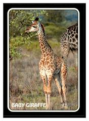 Baby Giraffe #75Z-11 Baseball Cards 2024 Topps Heritage Zoo’s Who Stick-On Prices