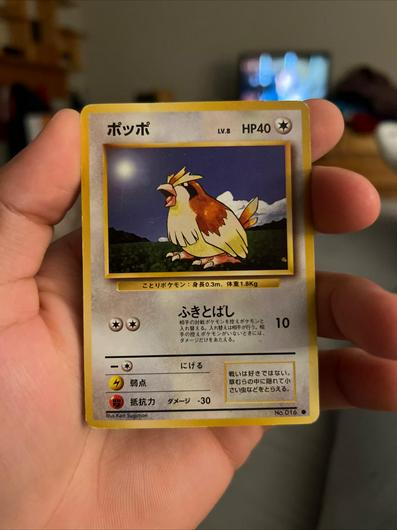 Pidgey [No Rarity] photo