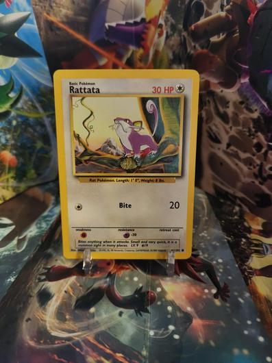 Rattata #61 photo