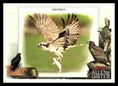 Osprey #TT-1 Baseball Cards 2023 Topps Allen & Ginter TALON Ted Prices