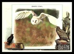 Barn Owl Baseball Cards 2023 Topps Allen & Ginter TALON Ted Prices