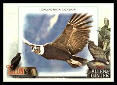 California Condor Baseball Cards 2023 Topps Allen & Ginter TALON Ted Prices
