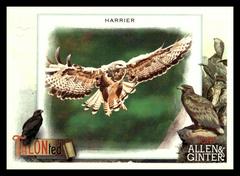 Harrier #TT-19 Baseball Cards 2023 Topps Allen & Ginter TALON Ted Prices