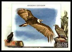 Andean Condor #TT-2 Baseball Cards 2023 Topps Allen & Ginter TALON Ted Prices