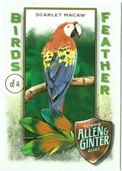 Scarlet Macaw Baseball Cards 2021 Topps Allen & Ginter Birds of a Feather Prices