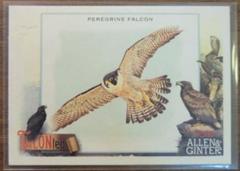 Peregrine Falcon #TT-3 Baseball Cards 2023 Topps Allen & Ginter TALON Ted Prices
