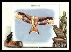 Red Kite Baseball Cards 2023 Topps Allen & Ginter TALON Ted Prices