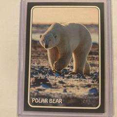 Polar Bear #75Z-9 Baseball Cards 2024 Topps Heritage Zoo’s Who Stick-On Prices