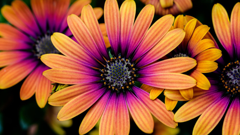 Offering Image