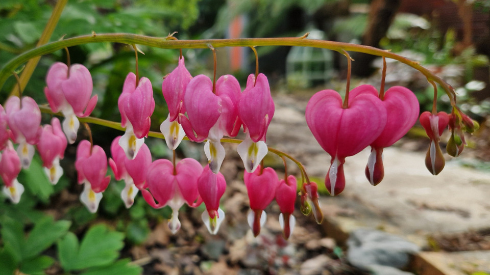 Monthly unlimited (Community Rate)