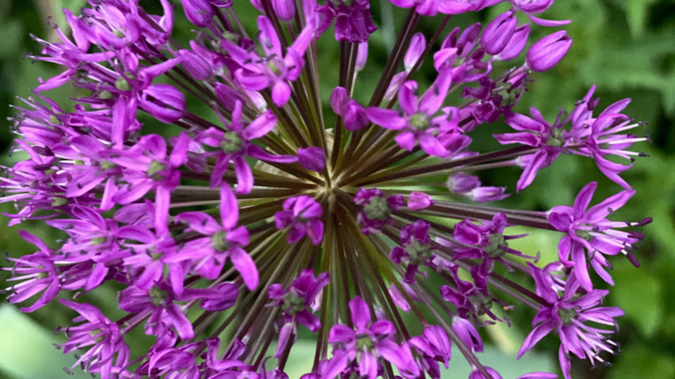 Somatic Experiencing intro package (5 sessions, 60 minutes each)