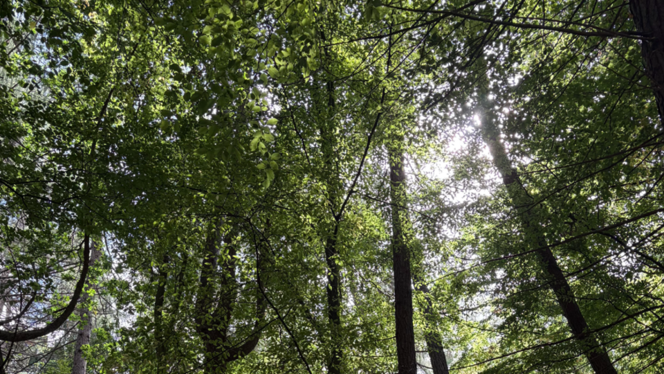 Woodland Yoga and Wellbeing half day retreat 11th July