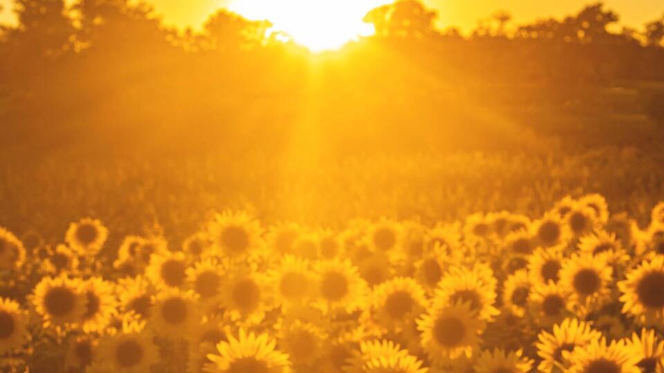 Radiant Summer Flex Pass