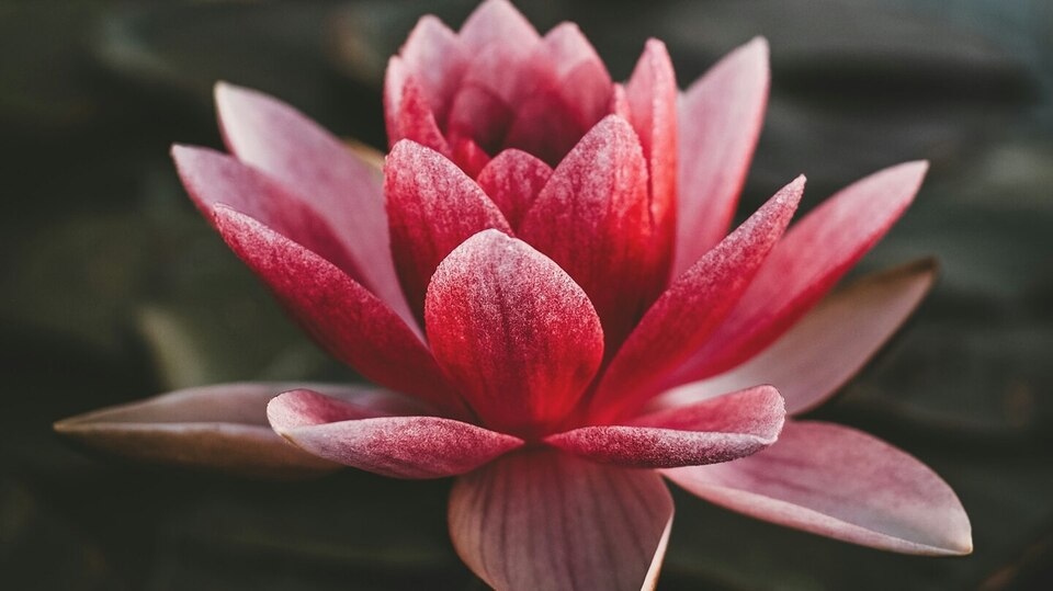 The Blooming Experience