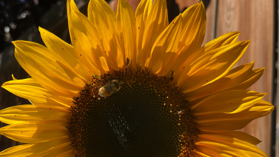 Offering Image