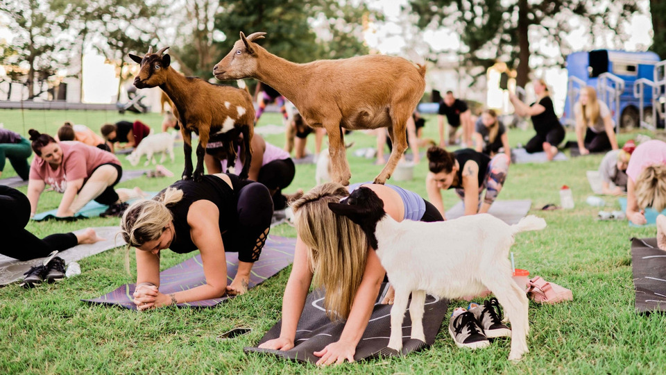 Goat Yoga