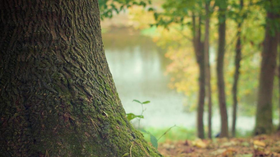 Prenatal / Postpartum Private Session