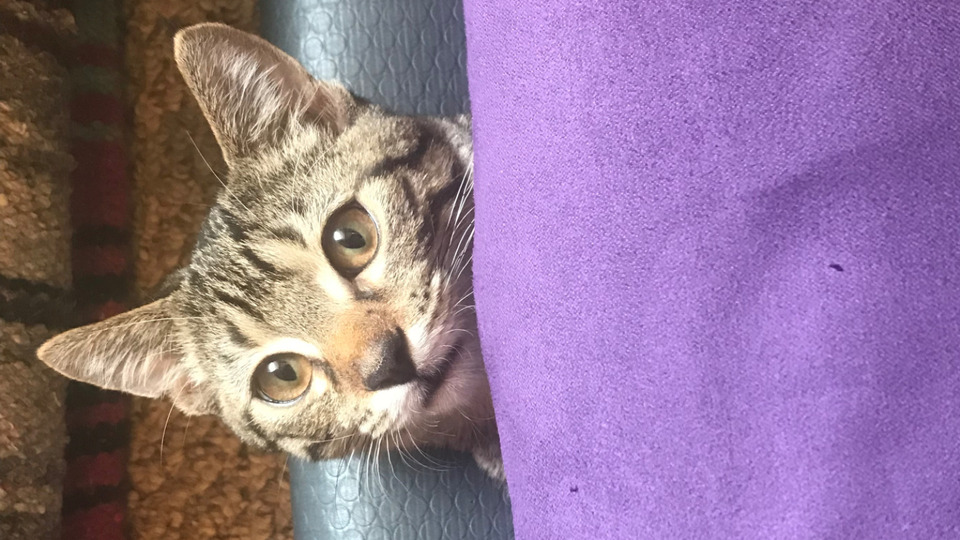 10 One Hour Private Yoga Sessions | In Studio