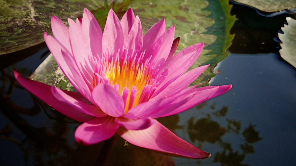 Reiki Package – 3 Sessions – $270 ($90/session, save $15)