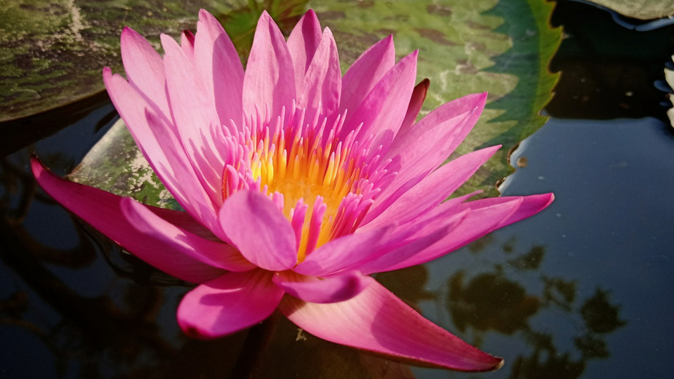 Reiki Intro Package – 3 Sessions (New Clients Only) – $255 ($85/session, save $30)