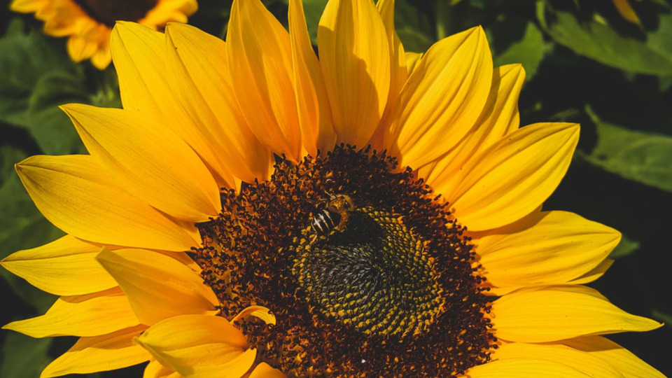 Offering Image