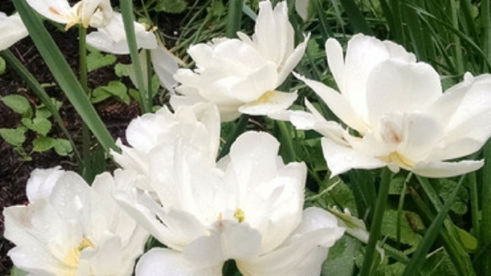 Offering Image