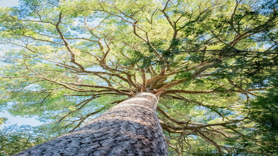 "Tend Your Waters" Ayurvedic Lifestyle Consultation