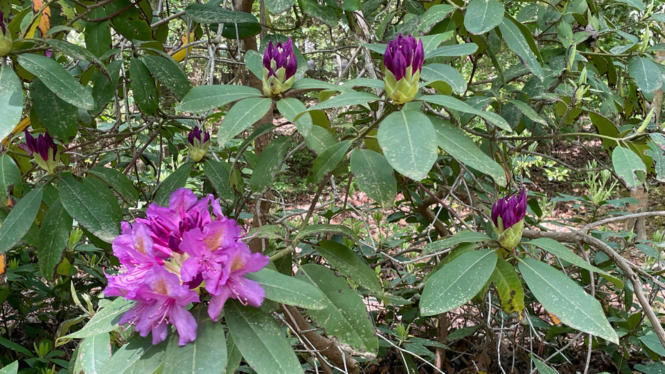 Private Yoga Sessions--5 Class Package