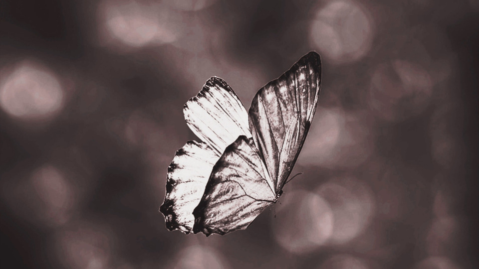 GIFT CERTIFICATE: CERTIFICATO REGALO: TARJETA REGALO: CARTE CADEAU: 50 €