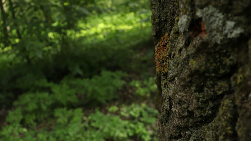 Yoga, Qigong + Strength / $75