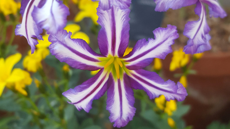 Annual pass (Sustainer Rate)