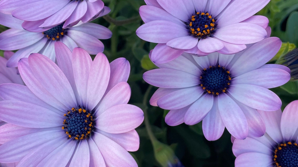 Yoga Curious for New Students - Live & Video Classes +