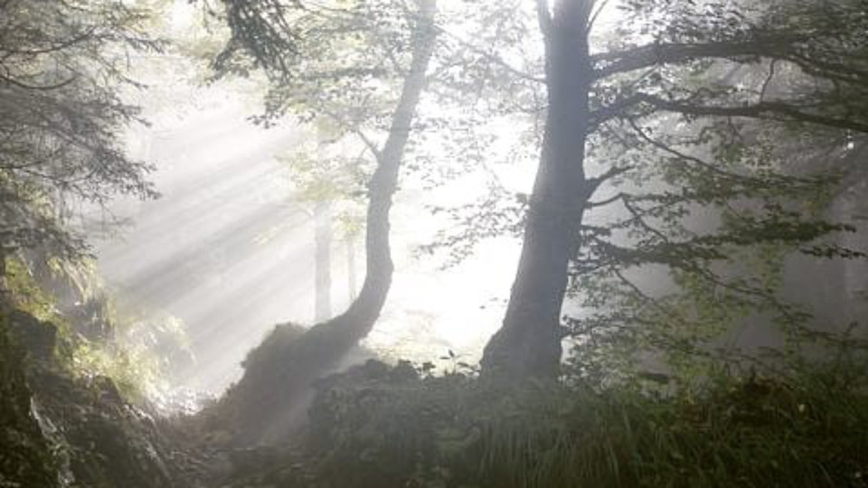 Gold Membership Program