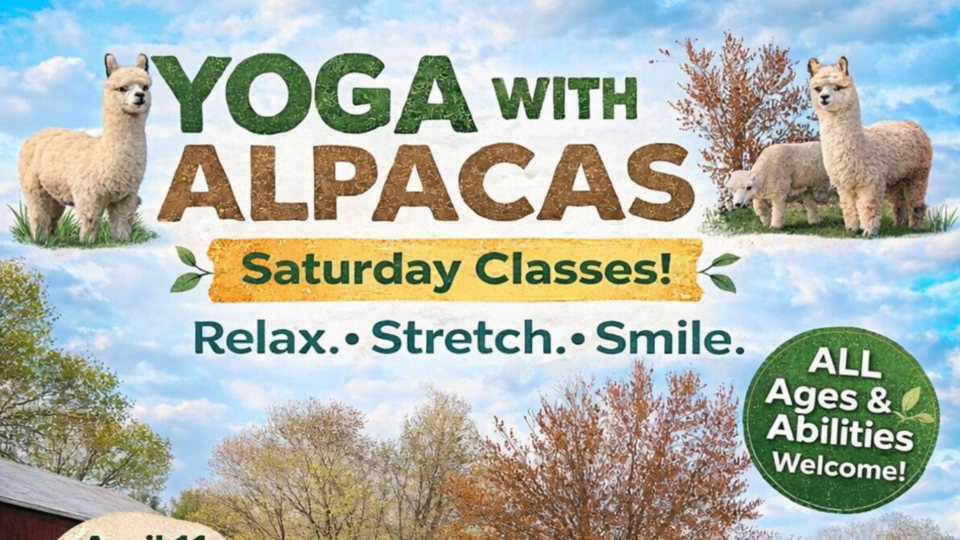 Yoga with Alpacas 