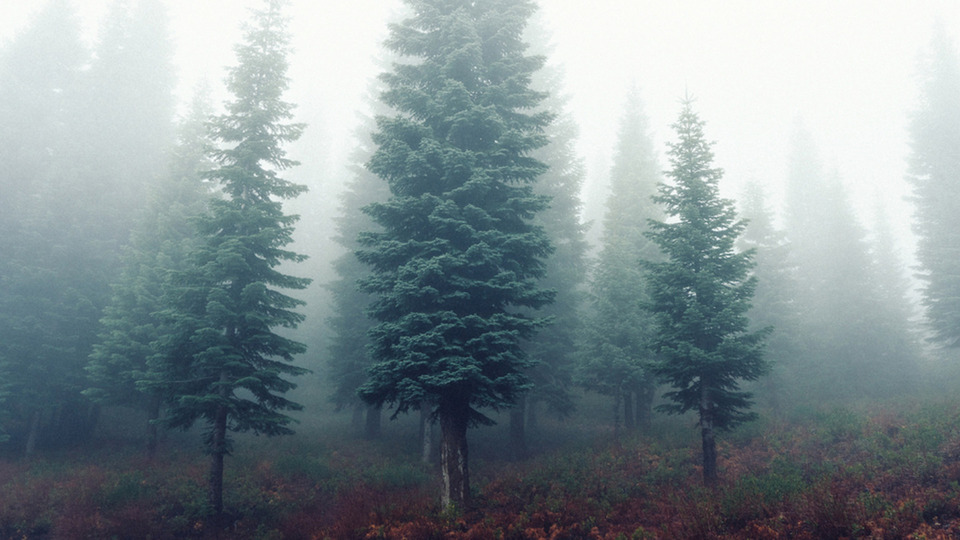 Yoga, Qigong, Strength + / $90