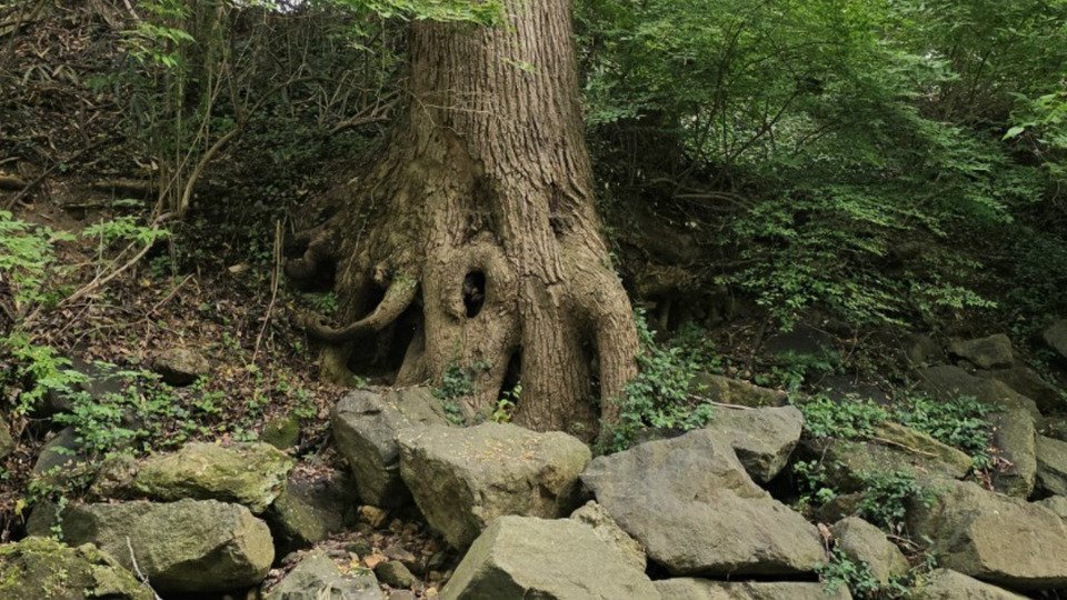 First to the Forest