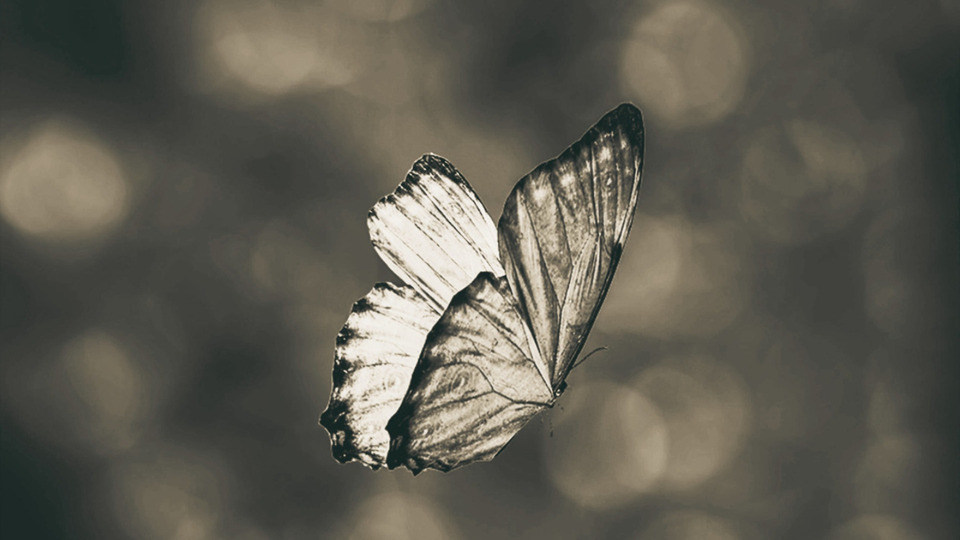 GIFT CERTIFICATE: CERTIFICATO REGALO: TARJETA REGALO: CARTE CADEAU: 100 €