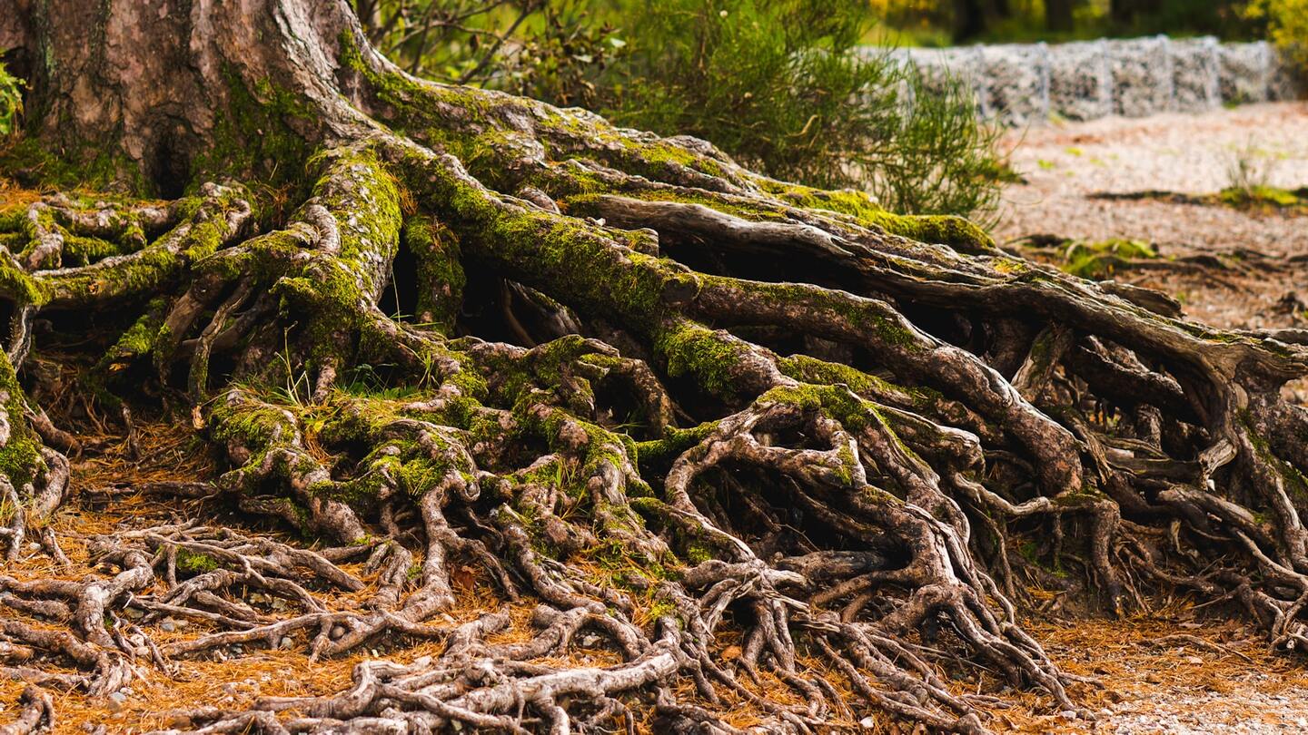 Yoga Nidra: Brahmacharya — Rooted in Balance