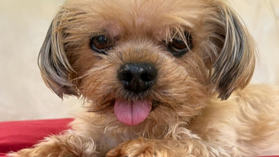 Pet Tarot Consultation $45/1 Credit