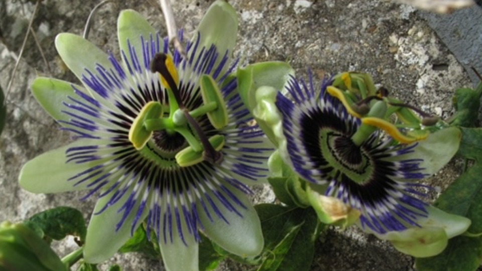 Somatic Experiencing (SE) Intro Package