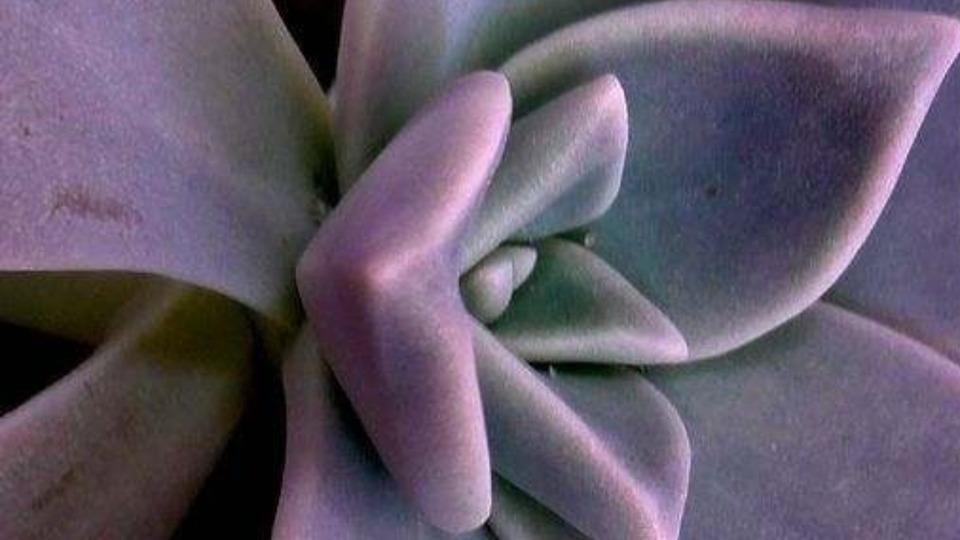 Limitless Studio 10 class pass