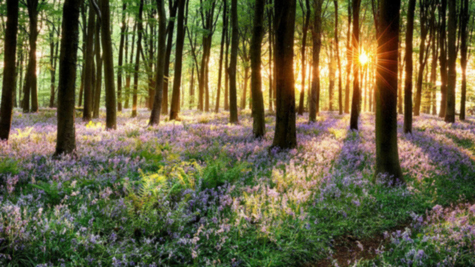 Monthly Subscription  