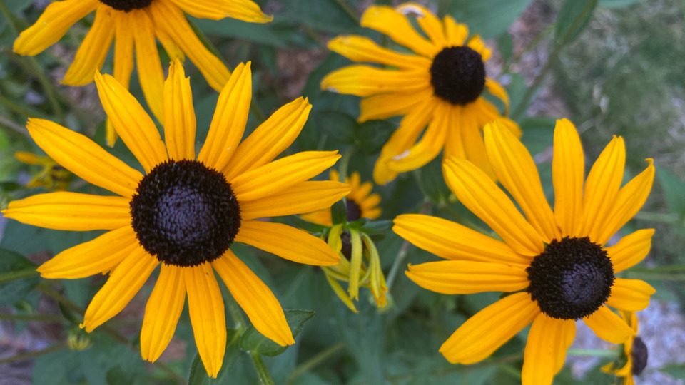 Mini Monthly Membership 