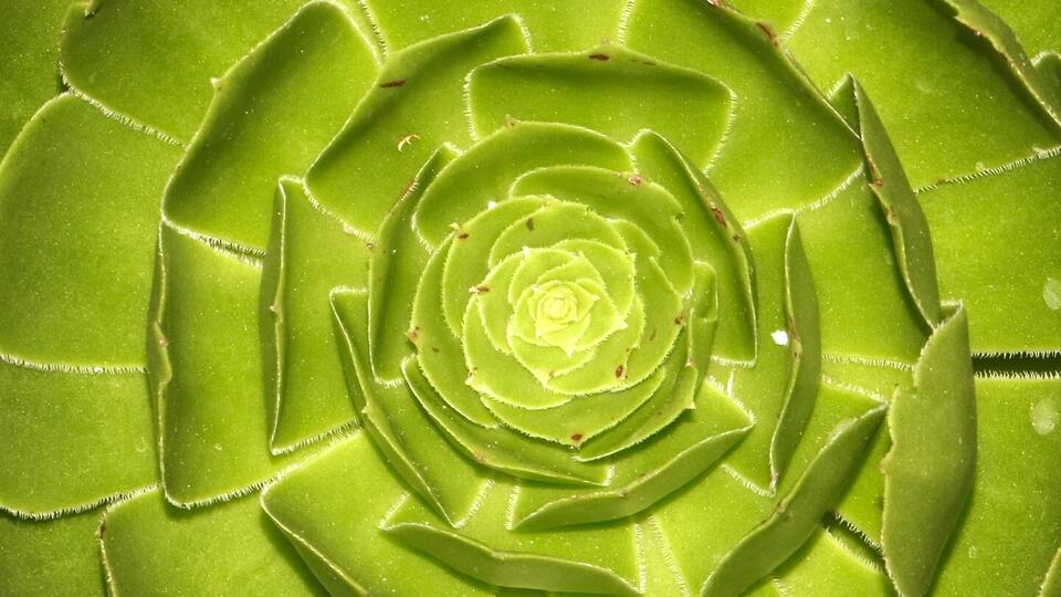 Gentle Path: Meditation Support Sessions 