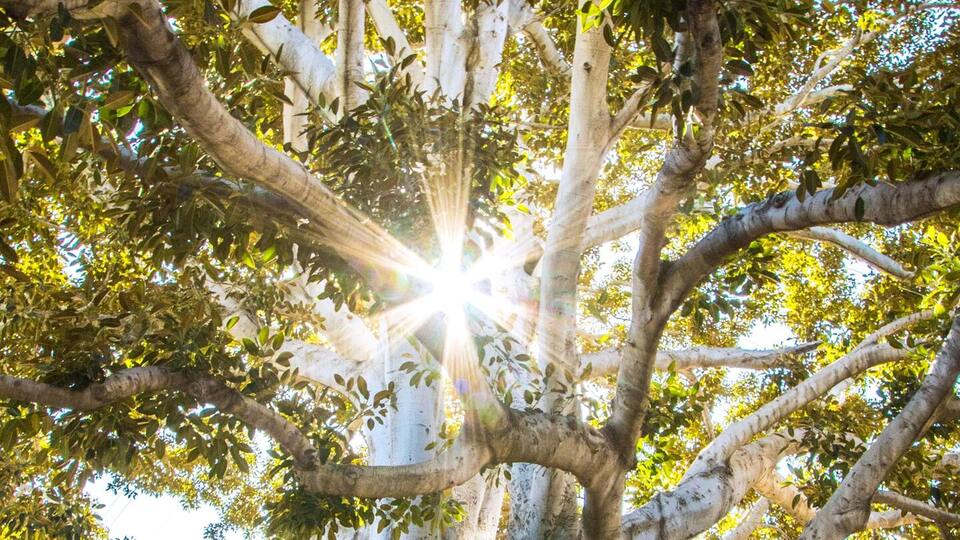 Awakening Flow