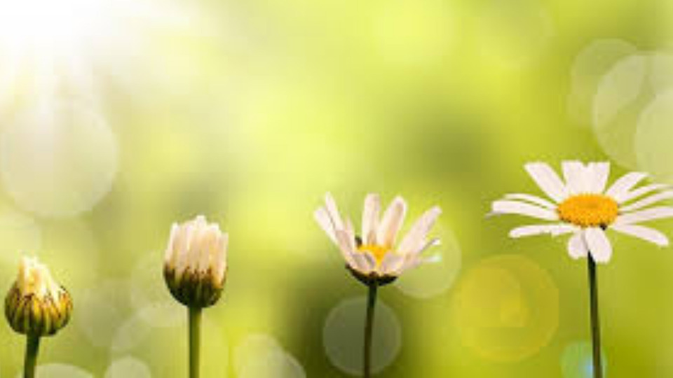 Offering Image