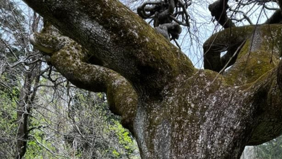 Second Sunday Stroll 